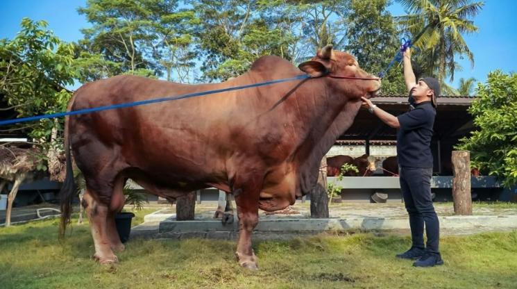 Momen haru kebersamaan Irfan Hakim dengan Wariso. (Instagram/@irfanhakim75)