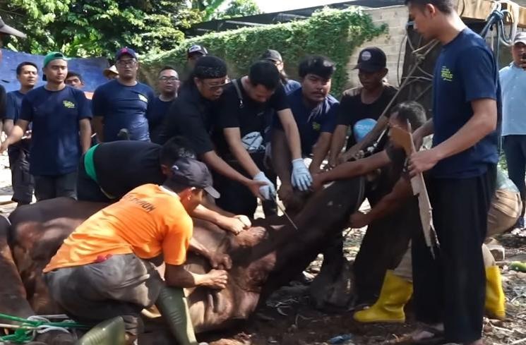 Momen Raffi Ahmad Potong Sapi Kurban (YouTube Rans Entertainment)
