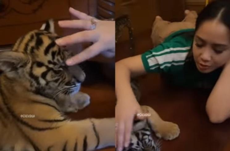 Nagita Slavina bareng anak macan (TikTok/chevirgo)