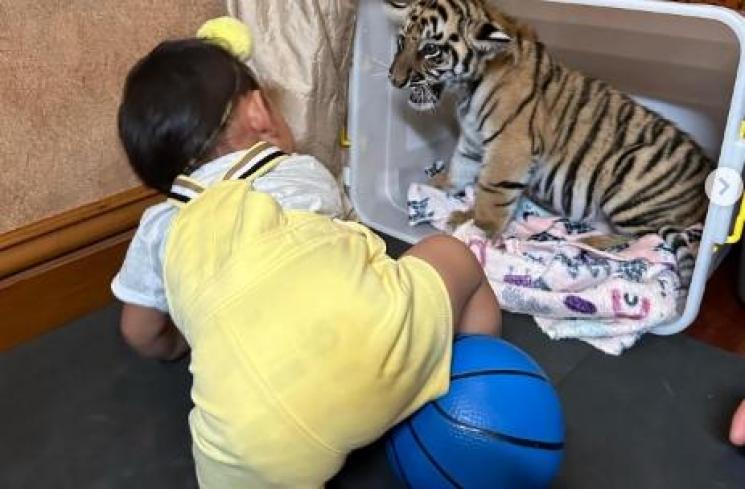 Moana bermain dengan Harimau (instagram)