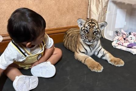 Moana bermain dengan Harimau (instagram)