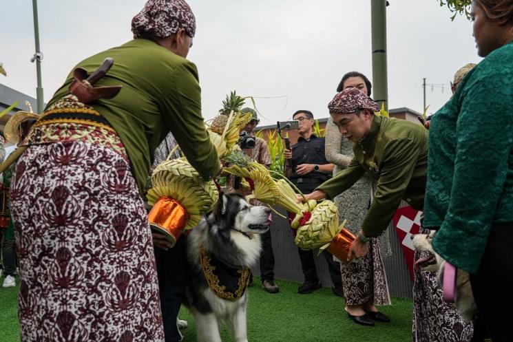Potret Nikahan Anjing Jojo dan Luna(Instagram/@jocko.jackie.joyful.jojo) 