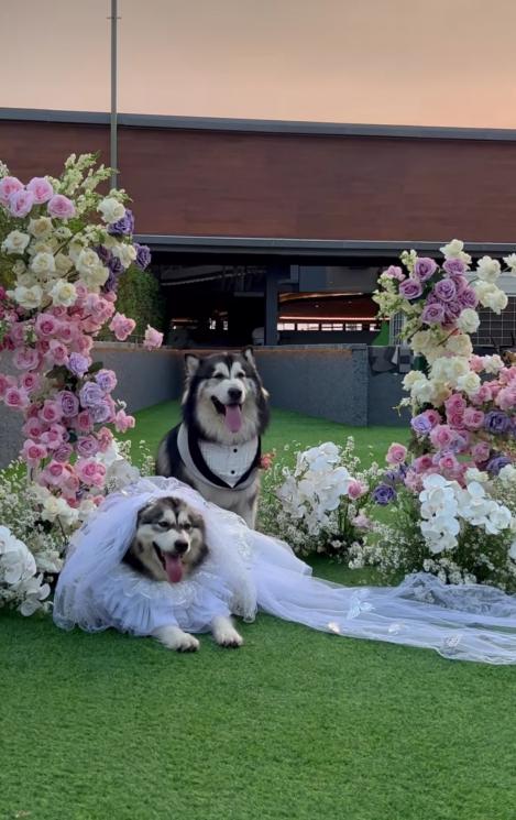 Potret Nikahan Anjing Jojo dan Luna(Instagram/@jocko.jackie.joyful.jojo) 