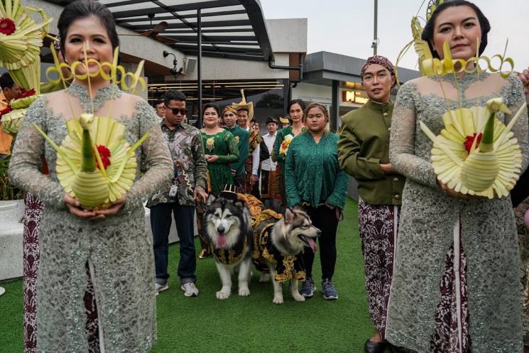 Potret Nikahan Anjing Jojo dan Luna(Instagram/@jocko.jackie.joyful.jojo) 