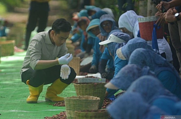 Wakil Presiden Gibran Rakabuming Raka (kiri) bersama petani menyortir kopi di Kebun Kopi Kalisat Jampit, Kecamatan Ijen, Bondowoso, Jawa Timur, Selasa (24/6/2025). Dalam kesempatan itu, petani kopi mengeluhkan mahalnya harga pupuk kopi non subsidi yang mencapai Rp500 ribu per kuintal, sehingga meminta kebijakan penurunan harga. Antara Jatim/Seno. (ANTARA FOTO/SENO)
