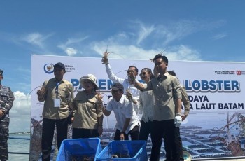 Gibran dan Selvi Panen Lobster Ekspor di Batam, Harga Tembus Rp400 Ribu per Kilo