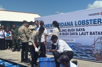 Wapres Desak Perpres Pengawasan Benih Lobster Segera Disahkan