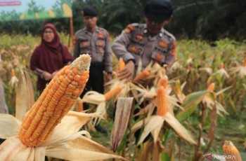 Polri Gelar Panen Raya Jagung 7.153 Ton untuk Perkuat Ketahanan Pangan Nasional