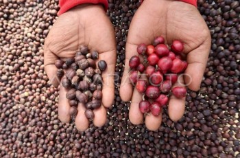Ekspor Kopi Indonesia Tembus 206 Ribu Ton, Bukti Daya Saing UMKM di Kancah Global