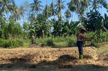 Petani di Sulbar Minta Pengawasan Harga Pupuk Bersubsidi Diperketat