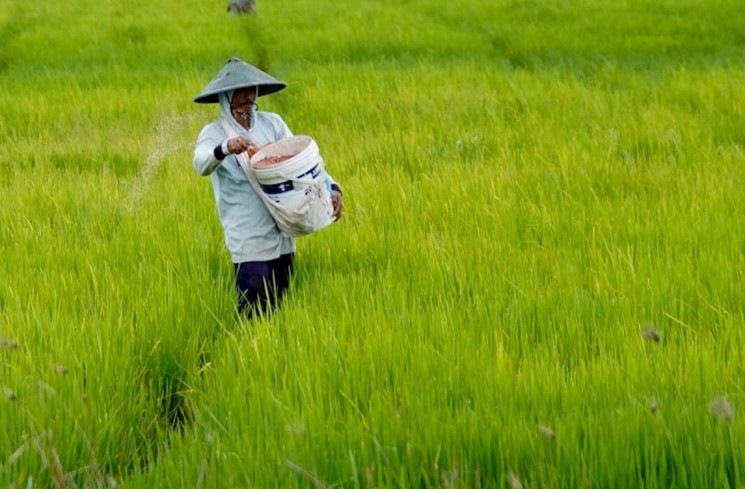 Dokumentasi - Seorang petani menabur pupuk di sawahnya untuk menjaga kesuburan tanaman padi. ANTARA/HO-Humas Kementan
