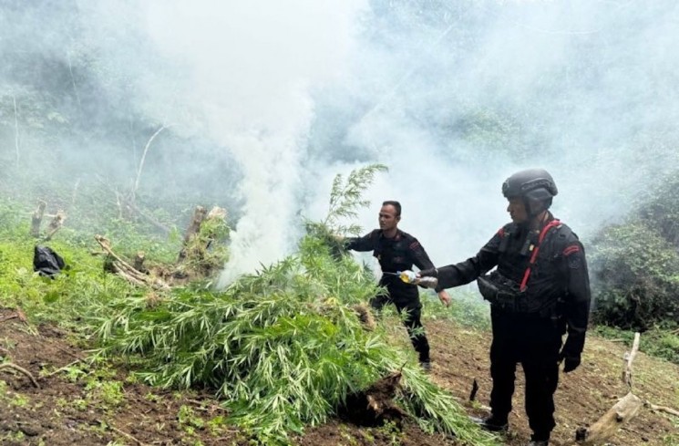 Personel Batalyon C Pelopor Satuan Brimob Kepolisian Daerah (Polda) Sumatera Utara memusnahkan sebanyak 10 hektare perbukitan Tor Sihite, Kecamatan Penyabungan Timur, Kabupaten Mandailing Natal, Sumut, Rabu (12/11/2025). ANTARA/HO- Satuan Brimob Kepolisian Daerah Sumatera Utara.
