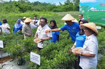 Petani di Ambon Panen Perdana Cabai dengan Sistem Pertanian Digital