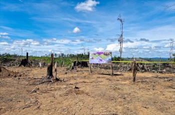 Kemenhut amankan 2.390 ha areal perambahan hutan di Lanskap Seblat