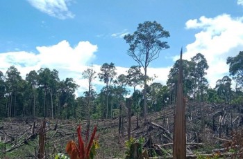 Kemenhut Tegas Hentikan Perambahan, 7.755 Ha Hutan Seblat Berhasil Direstorasi