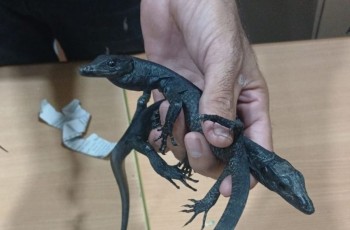 Coba Selundupkan Reptil Dilindungi ke Luar Negeri, WNA Mesir Diciduk di Bandara Soekarno-Hatta