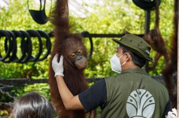 Menhut Tegaskan Komitmen Perlindungan Satwa Endemik dan Kelestarian Habitat Orang Utan