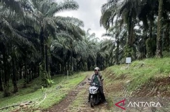 Apkasindo Minta Gubernur Jabar Buka Dialog Terkait Larangan Penanaman Sawit