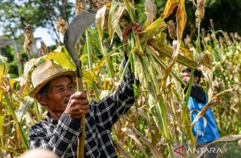 Dorong Ketahanan Pangan, BRIN Kembangkan Mi Sehat Bebas Gluten Berbasis Sorgum