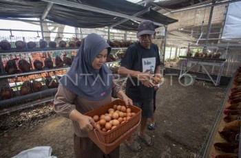 Mentan Pastikan Stok Telur Aman untuk Program Makan Bergizi Gratis dan Ramadhan
