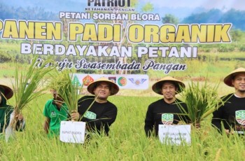 Tak Hanya Jaga NKRI, GP Ansor Kini "Turun Gunung" Garap Padi Organik dan Ribuan Kelapa di Blora