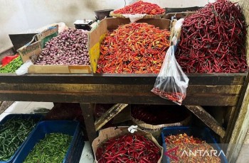 Kementan Pastikan Stok Cabai Surplus Jelang Ramadhan dan Idul Fitri 1447 H