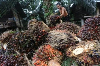 Inacell: Inovasi BRIN Ubah Limbah Sawit Jadi Material Industri Bernilai Tinggi