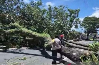 Musim Hujan Tiba, BRIN Minta Pemda Audit Kesehatan Pohon di Ruang Publik