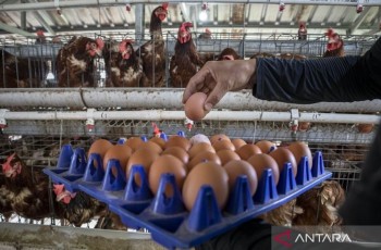 Update Harga Telur Ayam Hari Ini: Bapanas Sebut Stok Melimpah dan Mulai Turun