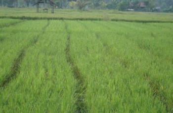 Kementerian PU Jalankan Program Irigasi P3TGAI 2026 di 12.000 Lokasi, Rekrutmen TPM Dimulai