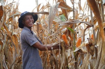 Inpres Nomor 3 Tahun 2026 Terbit, Stok Cadangan Jagung Nasional Diperkuat
