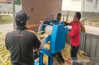 Lebih Efisien dari Tebu? BRIN Ciptakan Mesin Gula Semut Sorgum Khusus UMKM