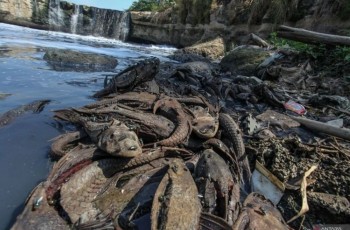 Pemkot Jaksel Tangkap Ikan Sapu-Sapu di Phb Setu Babakan, Upaya Cegah Kerusakan Tanggul