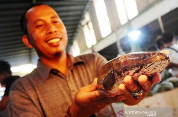 BRIN: Ikan Gabus Potensial Jadi Superfood Lokal untuk Pemulihan Kesehatan