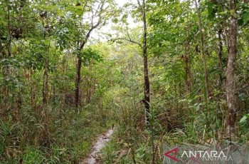 Kemenhut: Permenhut 6/2026 Beri Kemudahan Masyarakat Lokal Kelola Bisnis Karbon