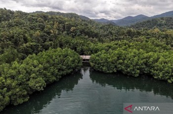 Permenhut 6/2026 Jadi Kunci Stabilitas dan Kepastian Proyek Karbon di Indonesia