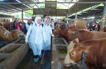 Lumbung Ternak Nasional, Khofifah Sebut Stok Hewan Kurban di Jatim 2026 Surplus Besar