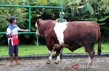 Kenalkan Diego, Sapi 1 Ton asal Temanggung yang Dipilih Presiden Prabowo untuk Kurban