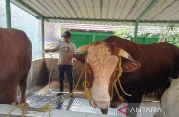 Presiden Prabowo Beli Sapi Kurban 1,05 Ton dari Peternak Bantul