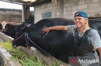 Sapi Kurban Presiden Prabowo 2026: Jenis Brangus 1,15 Ton dari Tangerang Seharga Rp110 Juta