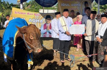 Sapi Kurban Presiden Prabowo Seberat 1,2 Ton Disembelih di Pakansari Bogor
