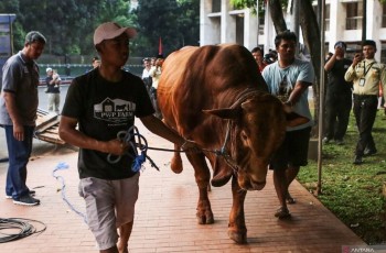 MUI Tegaskan Sapi Kurban Banpres Pakai APBN Sah Secara Syariat dan Konstitusi