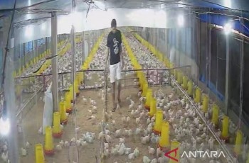 Program Makan Bergizi Gratis Dongkrak Permintaan Ayam Broiler di Jambi