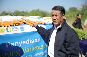 Kementan Beli Benih Jagung Hibrida ITS Rp10 Miliar untuk Tingkatkan Produksi Nasional