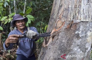 BRIN Kemenyan Parfum: Potensi Ekstraksi Minyak Asiri Kemenyan Jadi Parfum Premium