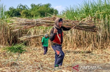 APTRI Dukung Pabrik Gula Rafinasi Wajib Bangun Kebun Tebu demi Swasembada Gula Nasional